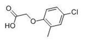 Picture of MCPA; 2-Methyl-4-chlorophenoxyacetic acid